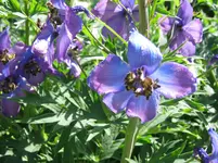 010.webp