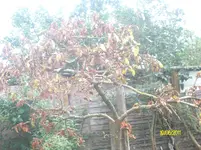 ALIM2288.webp