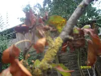 ALIM2289.webp