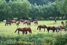 die große Herde_kleiner.webp