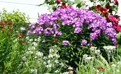 lila-weißer Phlox_kleiner.webp