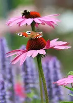 Schmetterling und Hummel auf Echinacae_kleiner.webp
