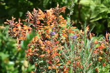Duftnesel Firebrid kl.webp