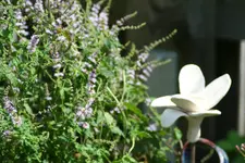Erdbeerminze kl.webp