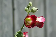 Stockrose kl.webp