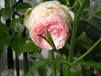 DSCN0449.webp