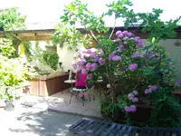 Feige_ganz.webp