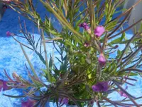 K800_DSCF4005.webp