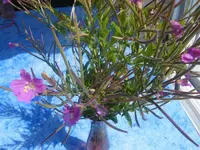 K800_DSCF4009.webp