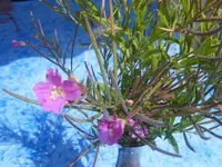 K800_DSCF4010.webp