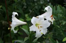 DSC05899.webp