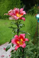 DSC05896.webp