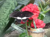P1110215.webp