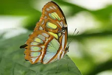 DSC05145.webp