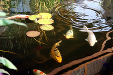 KOI.webp KOI.webp