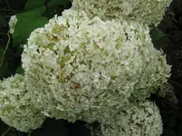 IMG_5800_1067x800.webp