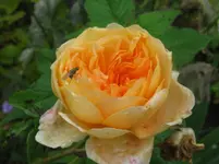 IMG_5811_1067x800.webp
