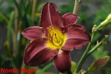 DSC_2739.webp