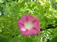 N 448.webp