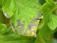 DSCN0648.webp