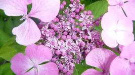 K800_Hortensie 249.webp