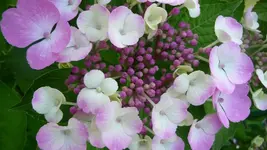 K800_Hortensie 251.webp