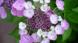 K800_Hortensie 252.webp
