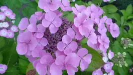 K800_Hortensie 253.webp