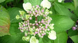 K800_Hortensie 254.webp