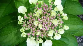 K800_Hortensie 255.webp