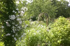 Garten Juli3 001.webp