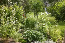Garten Juli3 009.webp