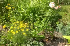 Garten Juli3 008.webp
