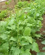 cima_di_rapa_I.webp