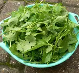 cima_di_rapa_II.webp