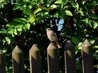 003.webp