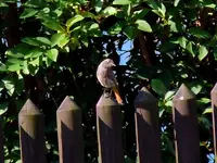 004.webp