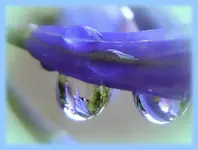 003-BlüteimWassertopfen.webp