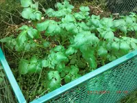 CIMG2871.webp