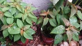DSC03728.webp