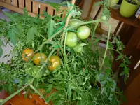Burkanlapu27072011.webp