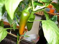 Snackpaprika_27072011.webp
