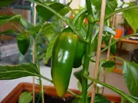Snackpaprika_gelb27072011.webp