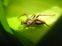 Spinne_1_IMG_1210.webp