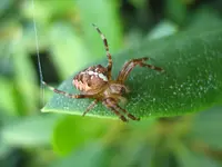 Spinne_3_IMG_1538.webp