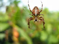 Spinne_4_IMG_1548.webp