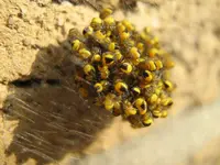 Spinne_6_IMG_2930.webp