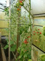 P1040200.webp