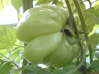 DSC01143.webp