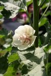 Alcea Hybride ' Parkallee'.JPG